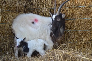 Cotswold Herd - Alice and her Kid 2014