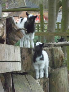 Dinosaur Adventure Herd