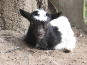 Dinosaur Adventure Herd 30 03 2014