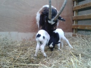 Coleg Cambria Kids (2)